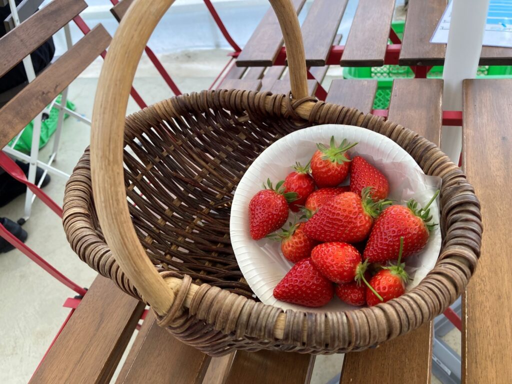 いちご狩り🍓第一弾　
